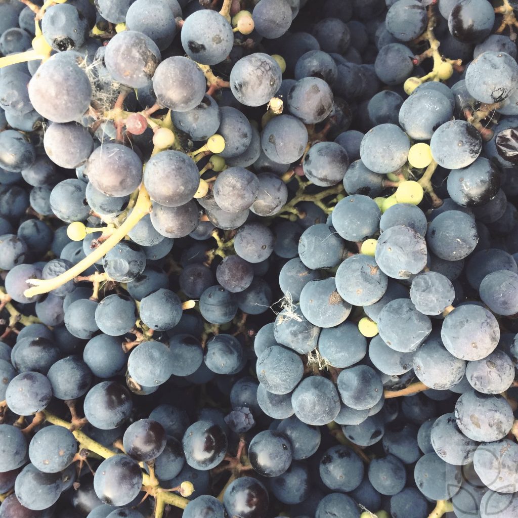 Ягоды винограда для вина.