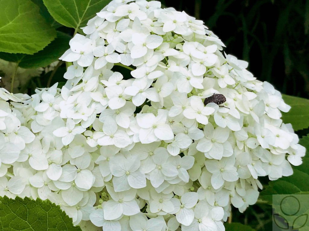Белые цветы у гортензии - самые распространённые.