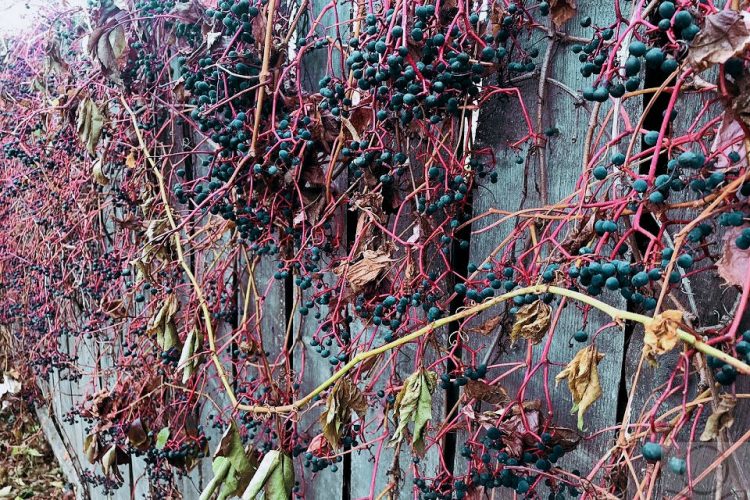 Девичий виноград на заборе осенью.