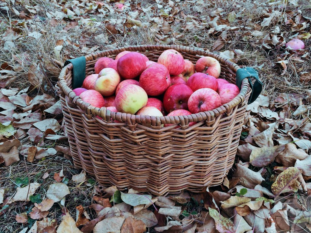 Октябрьский урожай яблок.