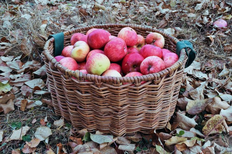 Октябрьский урожай яблок.