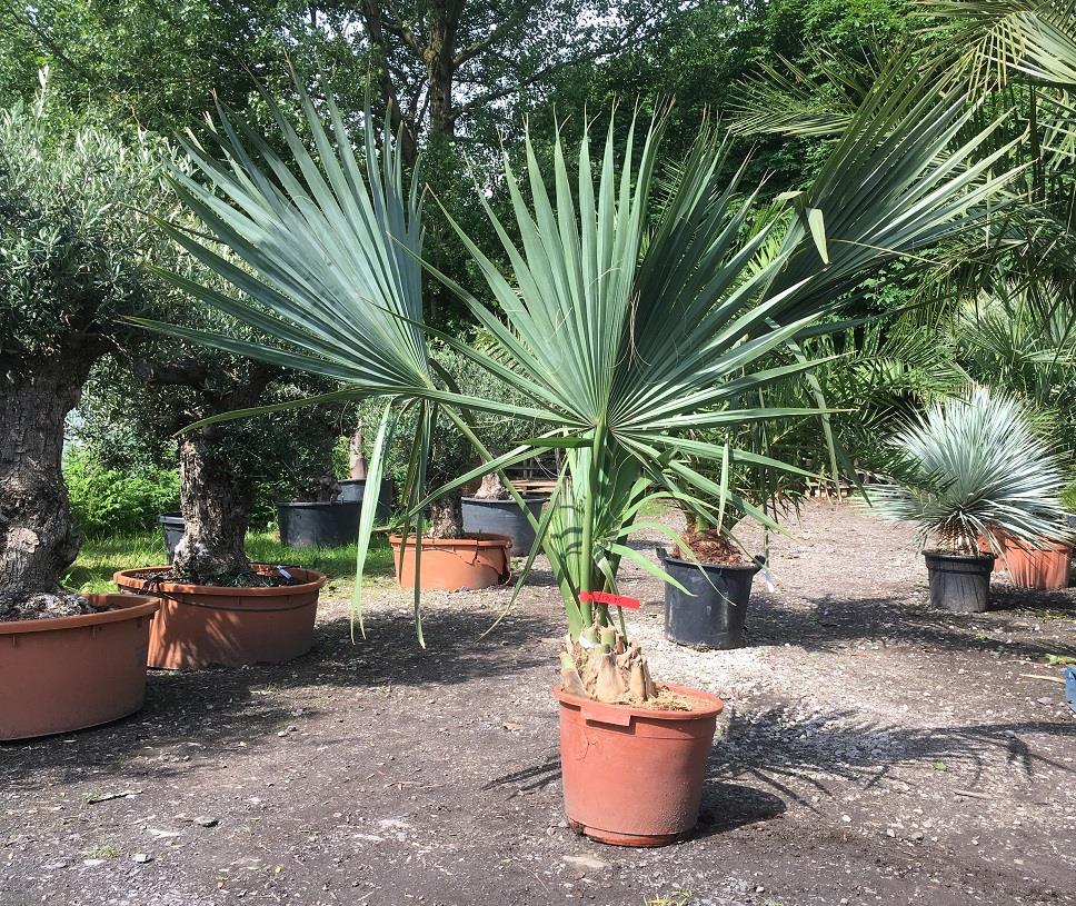 Комнатные пальмы – как устроить тропики у вас дома - Блог The Plant