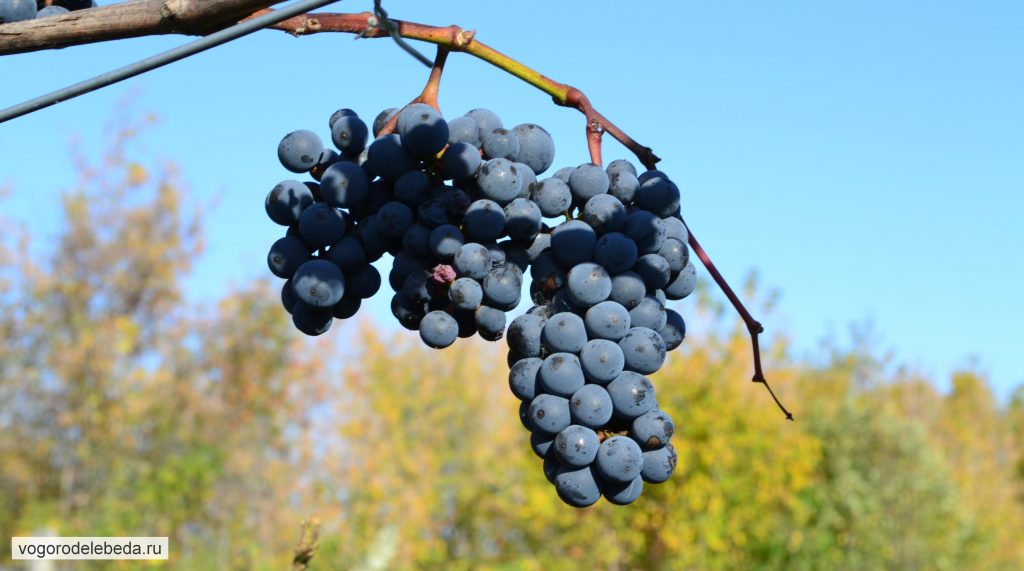 Виноград осенью следует обязательно формировать путём обрезки.