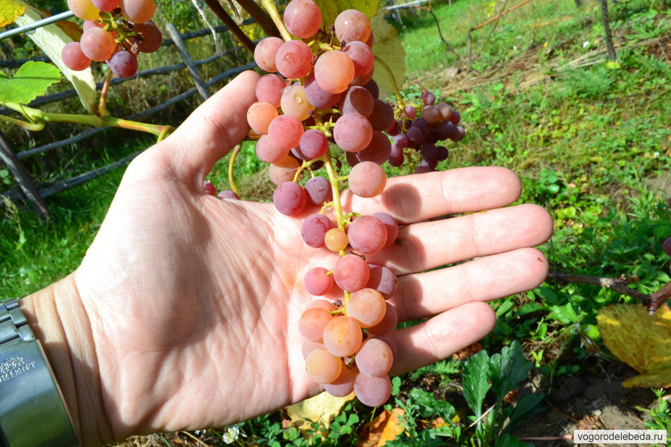 Как правильно посадить виноград осенью и выбрать место?