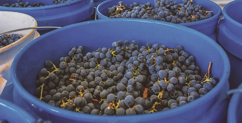 Виноград, собранный для приготовления домашнего вина.