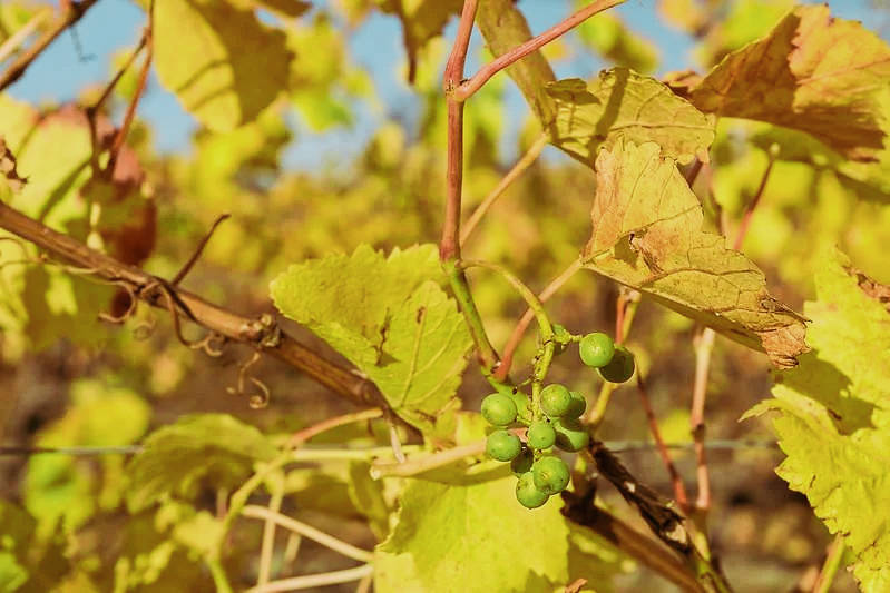 Осенняя окраска листьев винограда варьируется от жёлтой до красной.