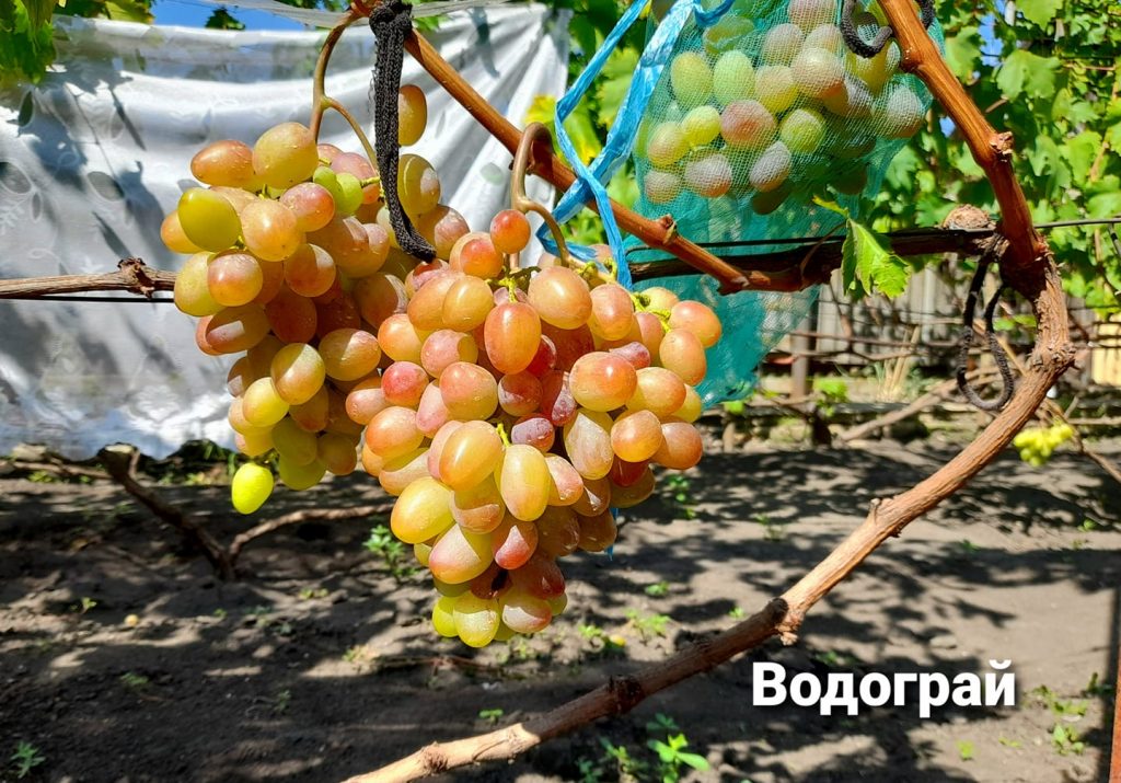 Виноград Водограй — описание сорта, фото, отзывы, видео, где купить.