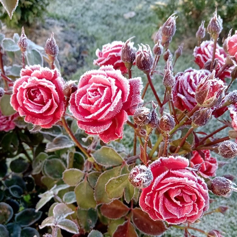 Розы в инее. Фото irochka_zharkova