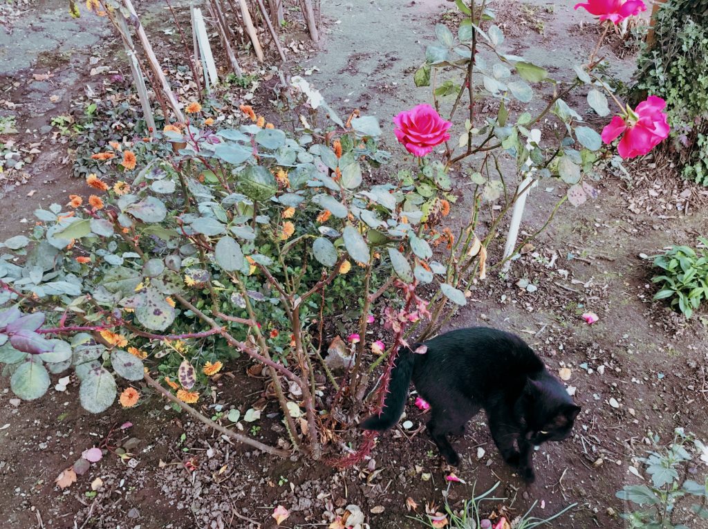 Роза ещё цветёт 2 ноября, г. Рязань.