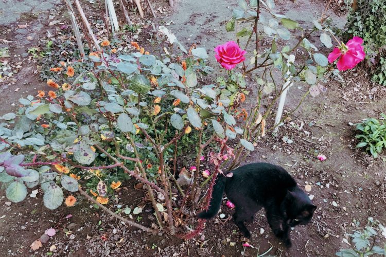 Роза ещё цветёт 2 ноября, г. Рязань.