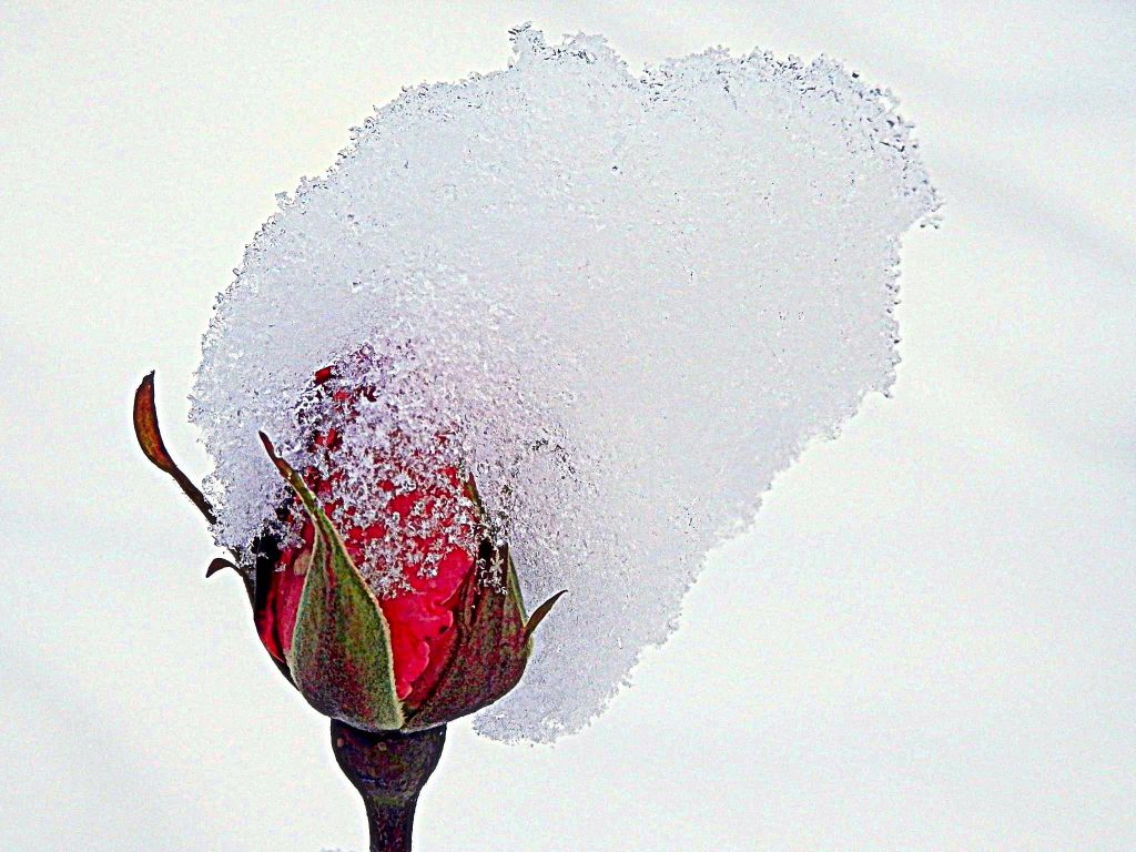 Роза в снегу.