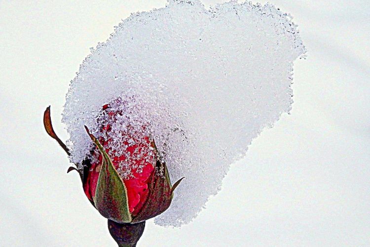 Роза в снегу.