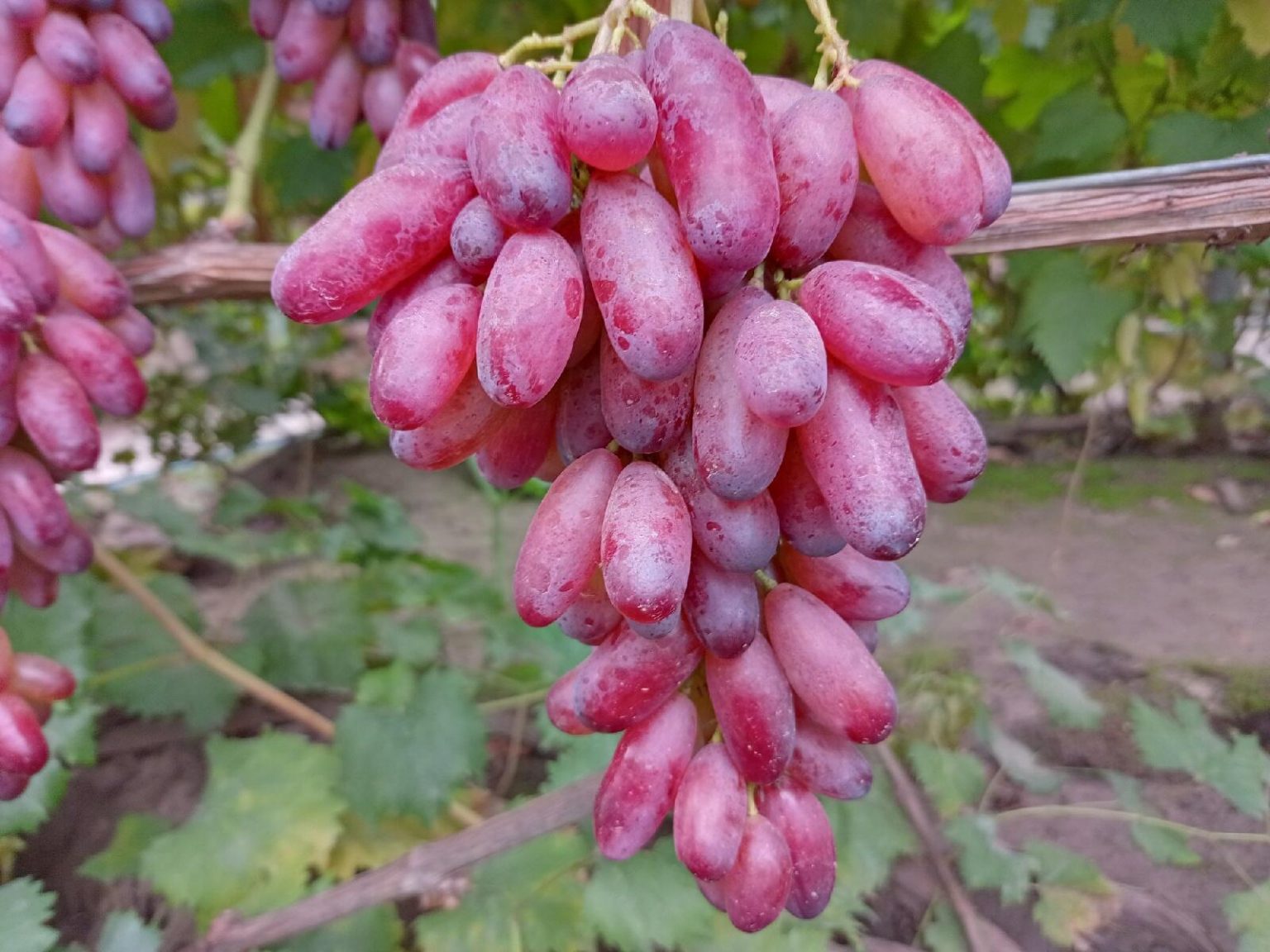виноград блэк фингер фото