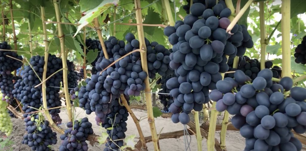 Куст винограда Аттика, фото: Виноград в Пружанах, Брестская область, Беларусь.