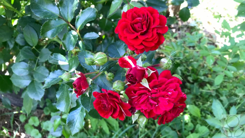 Красные розы цветут.