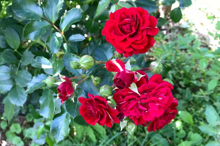 Красные розы цветут.