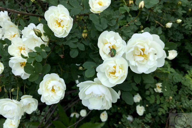 Роза белая цветёт.