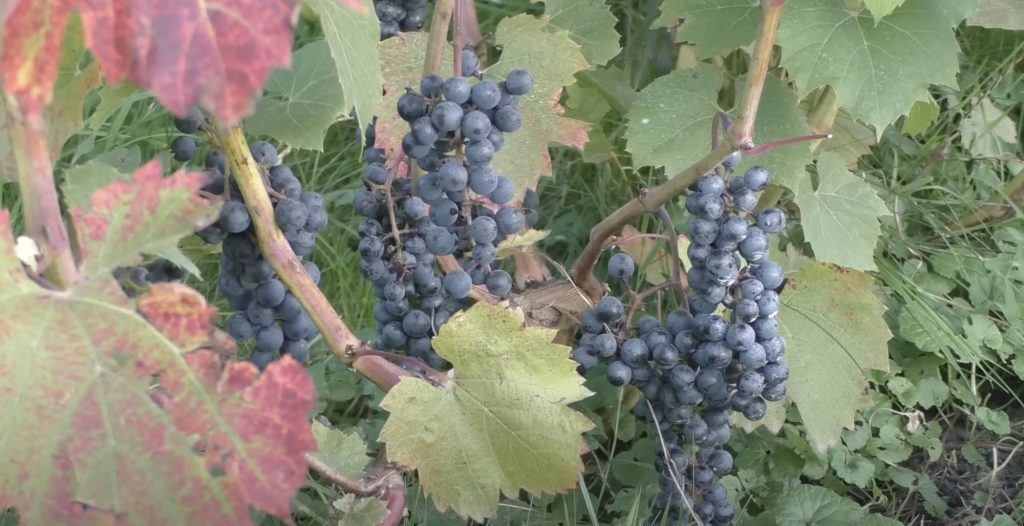 Урожай винограда Вэлиант на второй год.