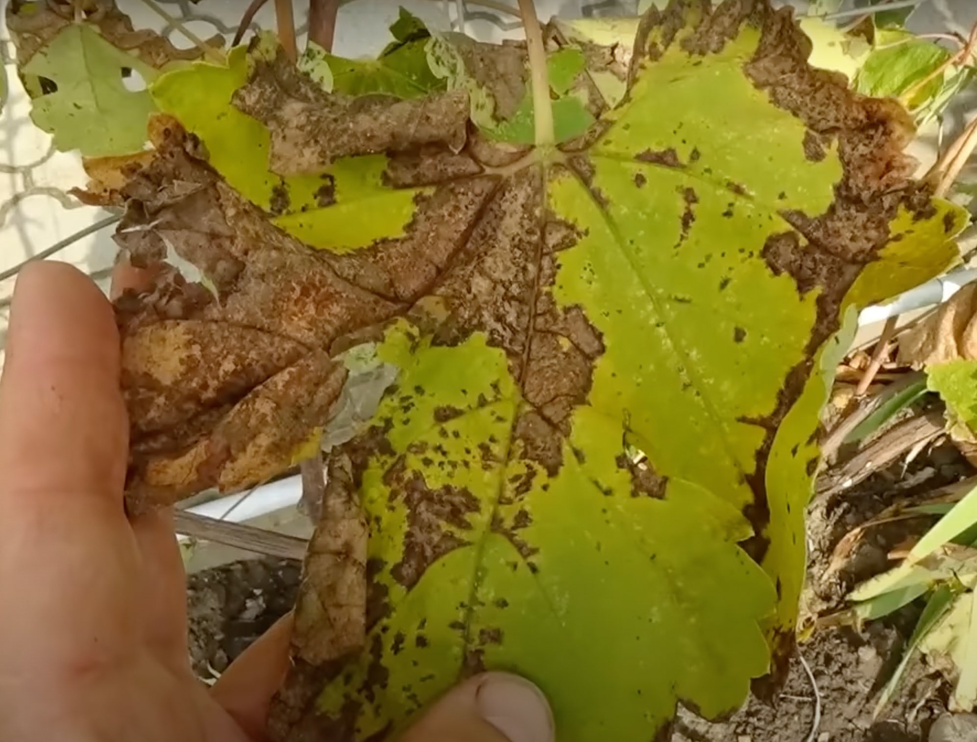 Обработка винограда от серой гнили. Botrytis cinerea на винограде. Серая гниль винограда. Серая гниль на инжире. Серая гниль на листьях винограда.