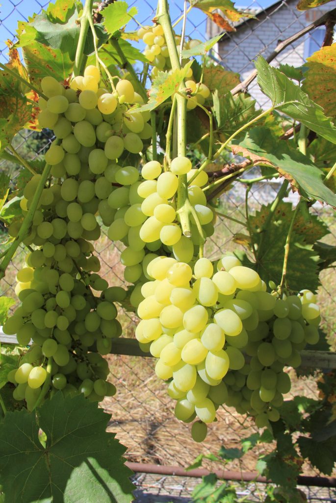 Новый подарок Запорожью – подарок для начинающих садоводов-виноградарей