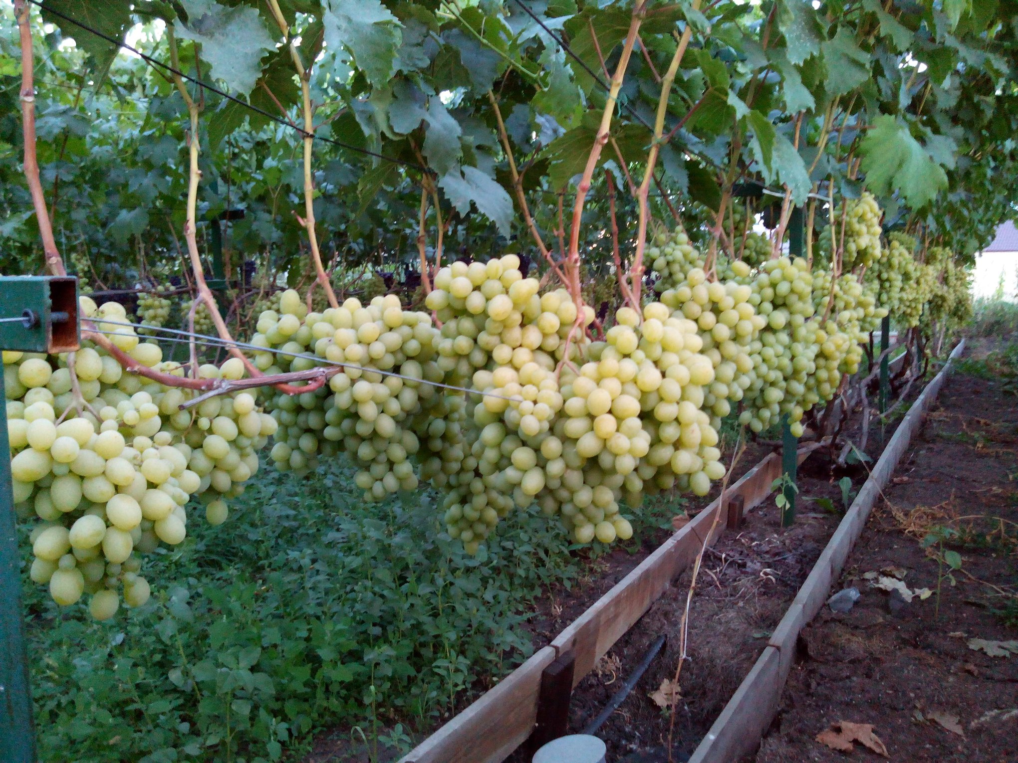 Виноград Подарок Запорожью — основные характеристики, нюансы выращивания.
