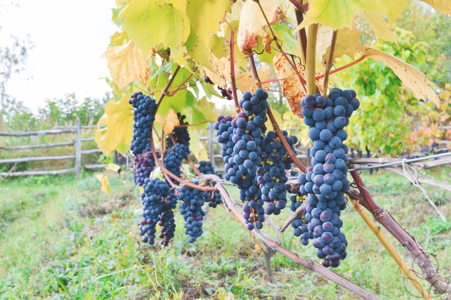 Схема обработки винограда на сезон