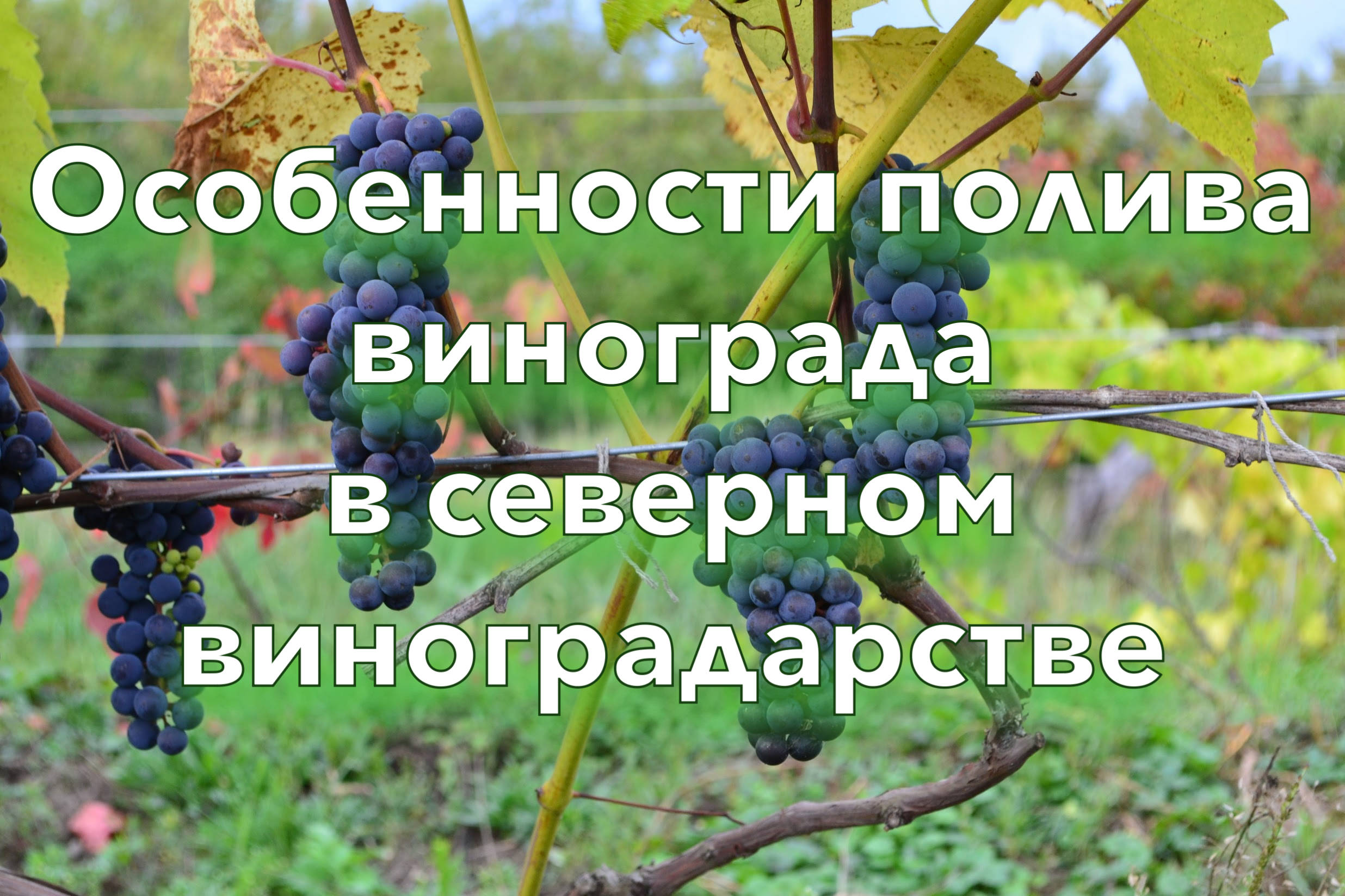 Особенности полива винограда в северном виноградарстве.