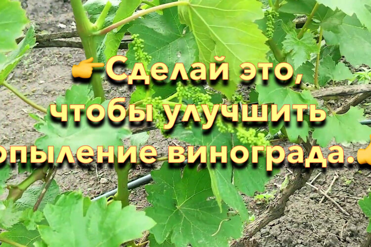 👉Сделай это, чтобы улучшить опыление винограда.👍