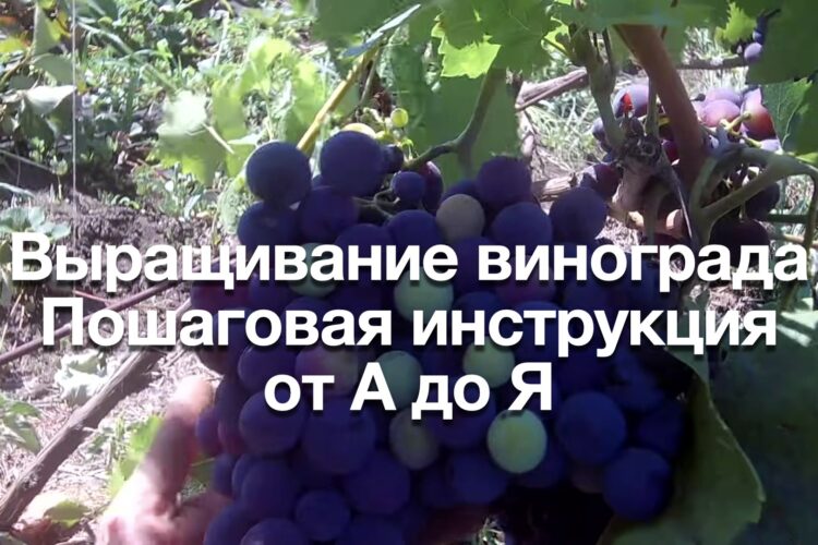 Выращивание винограда. Пошаговая инструкция от А до Я.