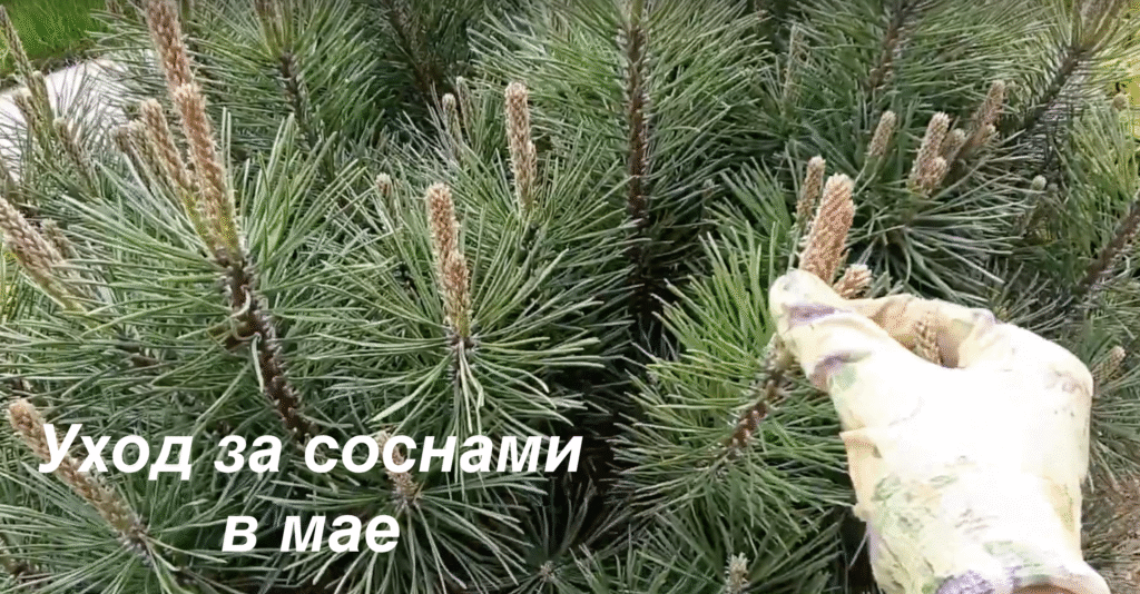 Уход за соснами в мае